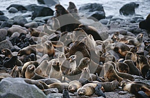 USA Alaska St. Paul Island colony of Northern Fur Seals on rocky shore