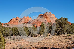 USA, Arizona: Coyote Buttes South - Landscape with Sandstone Buttes and Junipers
