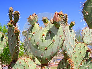 USA, Arizona: Prickly Pear Cactus: A Budding Heart