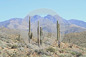 USA, Arizona: Saguaro Landscape at the Foothills of Four Peaks