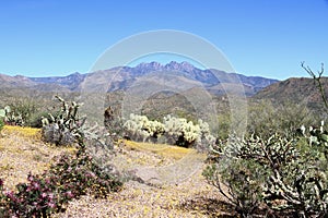 Arizona, Sonoran Desert: Spring Flowers at the Foothills of Four Peaks