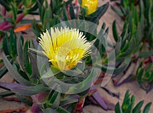 USA California Los Angeles Dockweiler State Beach May 22 2023 purslane flowers on the ocean shore are protected by law