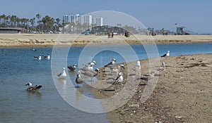 USA California Los Angeles Santa Monica District May 13, 2023 birds on the beach