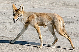 USA, California, National Park, Coyote in Death Valley, homeland of the Timbisha Shoshone tribe photo