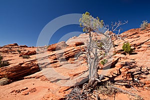 USA - coyote buttes - the wave formation