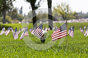 USA Flags at Cemetery