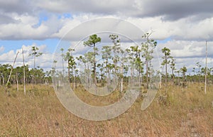 USA/Florida: Slash Pine Landscape in Everglades National Park