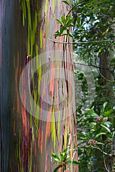 USA, Hawaii, Maui, Rainbow Eucalyptus Tree with peeling bark