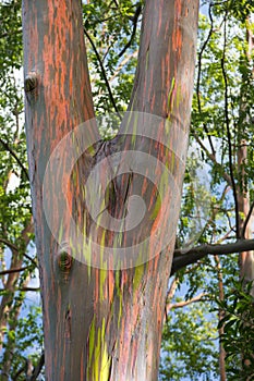 USA, Hawaii, Maui, Rainbow Eucalyptus Tree with peeling bark texture of beautiful green, orange, and gray and knots