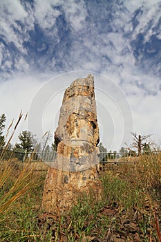 USA, Wyoming: Petrified Redwood in Yellowstone NP