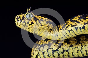 Usambara bush viper Atheris ceratophora