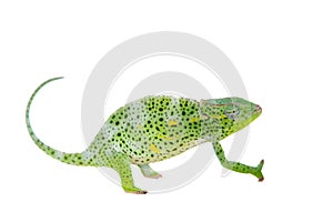 Usambara giant three-horned chameleon, on white photo