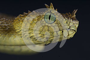 Usambara horned viper / Atheris ceratophora