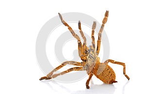 Usambara Orange Baboon Tarantula