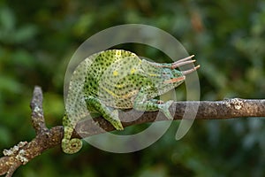 Usambara Three-horned Chameleon - Trioceros deremensis