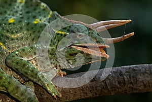 Usambara Three-horned Chameleon - Trioceros deremensis