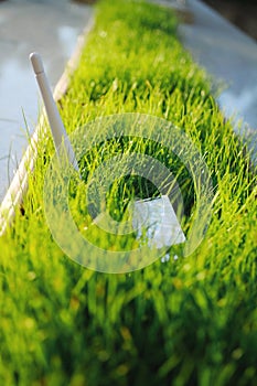USB Wi Fi Adapter in green grass