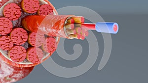 uscle Type Heart muscle cross section through muscle with muscle fibers visible