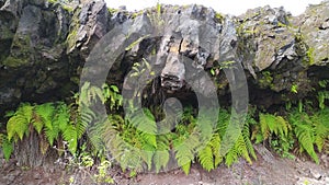 use of ferns