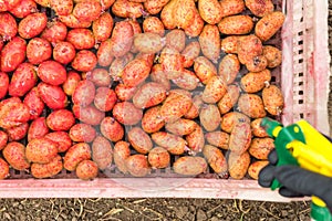 The use of fungicides in the cultivation of potatoes