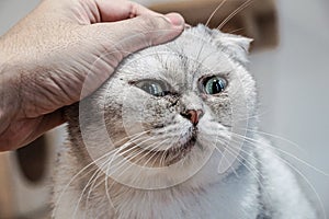 Use the hand stroking the Exotic Shorthair cat ear and make the happy cat spellbound