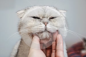 Use hand stroking the Exotic Shorthair cat neck and make the happy cat spellbound and close eye