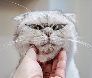 Use hand stroking the Exotic Shorthair cat neck and make the happy cat spellbound and close eye