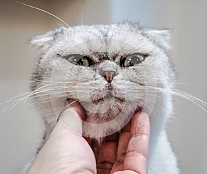 Use hand stroking the Exotic Shorthair cat neck and make the happy cat spellbound and close eye photo