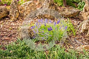 Use of natural materials in landscape design. Pine bark, stones and green plants