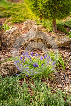 Use of natural materials in landscape design. Pine bark, stones and green plants