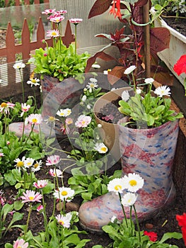 The use of old children& x27;s rubber boots for decoration flower bed