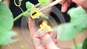 Use paintbrush for Pollinate of Melon flower