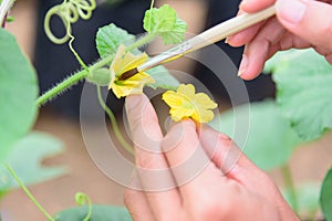 Use paintbrush for Pollinate of Melon flower