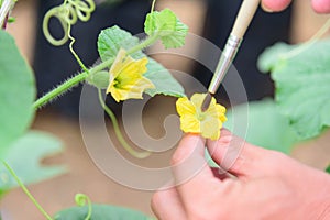 Use paintbrush for Pollinate of Melon flower photo