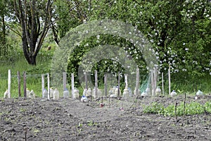 Use of plastic bottles to protect seedlings of vegetables from p