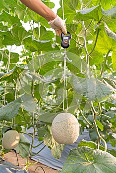 Use portable Digial scale for fresh melon weigh