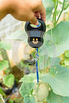 Use portable Digial scale for fresh melon  weigh in farm