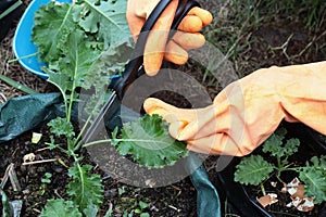 Use the tip of the sharp blade of the scissors. cut at the stem of the kale to cook