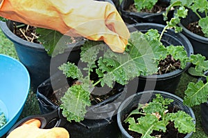 Use the tip of the sharp blade of the scissors. cut at the stem of the kale to cook