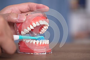 Use toothbrushes and tooth models to demonstrate the correct way to brush your teeth