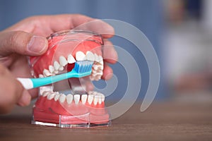 Use toothbrushes and tooth models to demonstrate the correct way to brush your teeth