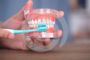 Use toothbrushes and tooth models to demonstrate the correct way to brush your teeth
