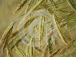 Barley crop seed heads closeup photo