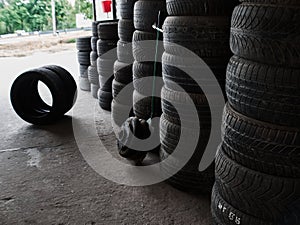 Used car tires stacked in piles at tire fitting service. Wheels for repair shop. Car service concepr