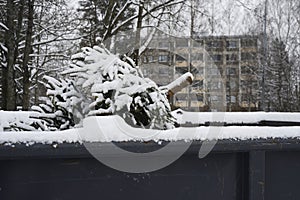 used Christmas tree in trash container