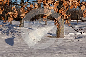 Used plastic bag caught on tree branch in the park. Problem of increasing plastic waste. Pollution of environment and nature.