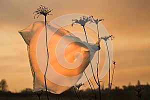 The used plastic bag tangled in dry grass