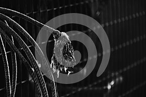 Used rope in barn for western rodeo.