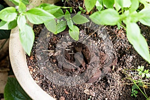 Used or spent coffee grounds being used as natural plants fertilizer photo