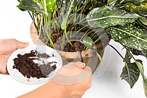 Used or spent coffee grounds being used as natural plants fertilizer